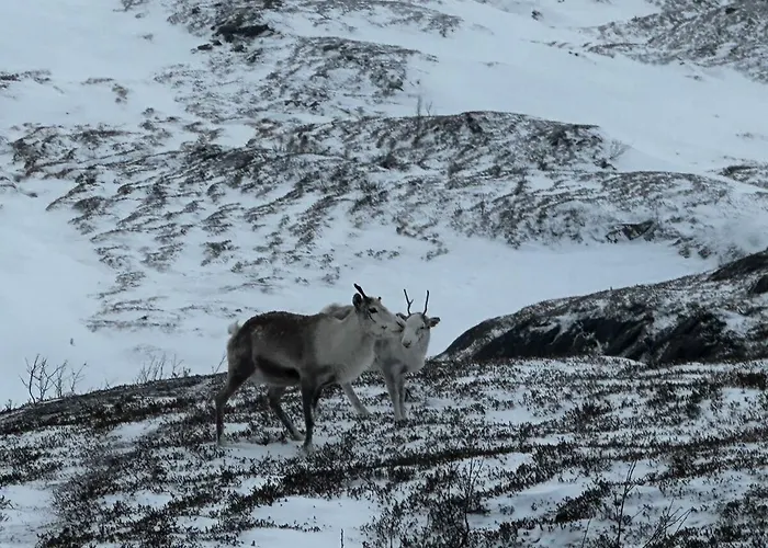 Lyngen Blue House Tatil Evi Lyngseidet