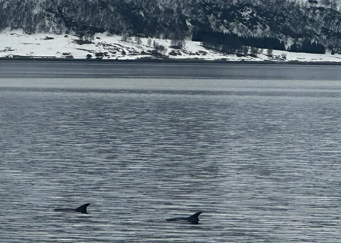 Dom wakacyjny Lyngen Blue House *